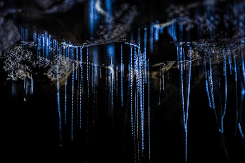 New Zealand Wildlife Photography Glow worms in Waitomo Caves Waikato Region North Island New Zealand