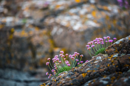 Northern Ireland UK Travel Photography Purple thrift armeria maritima growing out of rocks on Rathlin Island County Antrim Northern Ireland