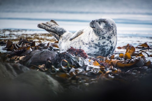 Northern Ireland UK Wildlife Photography Seal on Rathlin Island County Antrim Northern Ireland 2