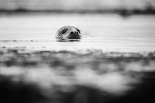 Northern Ireland UK Wildlife Photography Seal on Rathlin Island County Antrim Northern Ireland 4