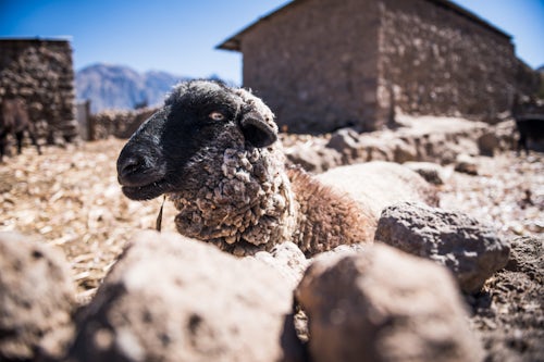 Peru Travel Photography Sheep on farm at Cabanaconde Colca Canyon Peru South America