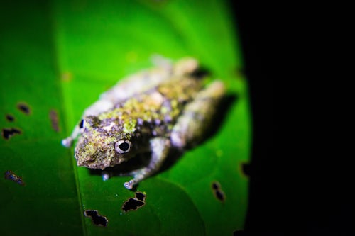 Peru Wildlife Photography Frog at night in Puerto Maldonado Amazon Jungle area Tambopata National Reserve Peru South America