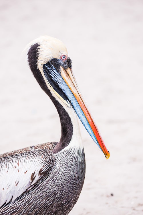 Peru Wildlife Photography Peruvian Pelican Pelecanus Thagus Paracas Ica Peru South America