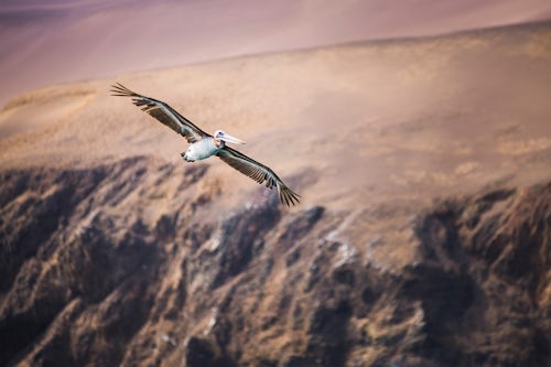 Peru Wildlife Photography Peruvian Pelican Pelecanus thragus flying Ballestas Islands Islas Ballestas Paracas National Reserve Peru South America