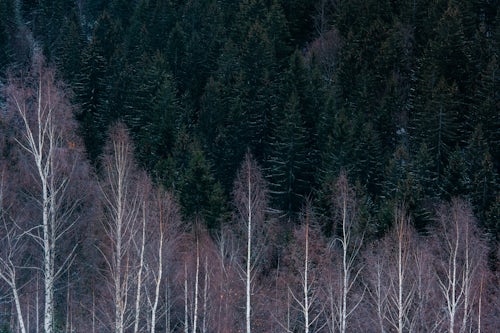 Romania Landscape Photography Birch and pine tree landscape near Bran Transylvania Romania