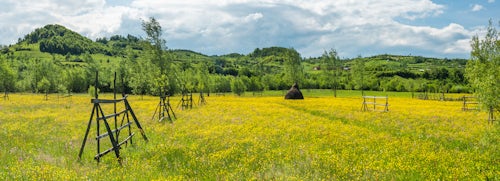 Romania Landscape Photography Field of buttercups in Transylvania Romania