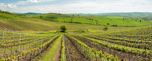 Romania Landscape Travel Photography Vineyards at a winery near Brasov Transylvania Romania