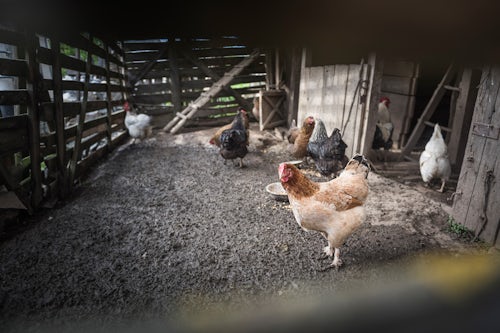 Romania Travel Photography Chickens on a farm in Breb Brebre Maramures Romania
