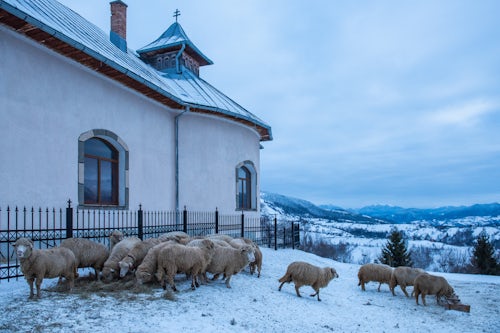 Romania Travel Photography Sheep in the snowy Carpathian Mountains in winter Bran Transylvania Romania