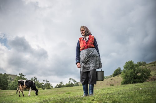 Romania Travel Portrait Photography Documentary Portraiture Romanian farmer tending to cows on her farm Ranca Oltenia Romania