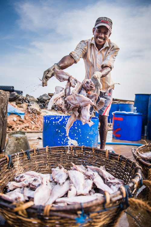 Sri Lanka Documentary Travel Photography Fisherman working in Negombo fish market Lellama Sri Lanka Asia