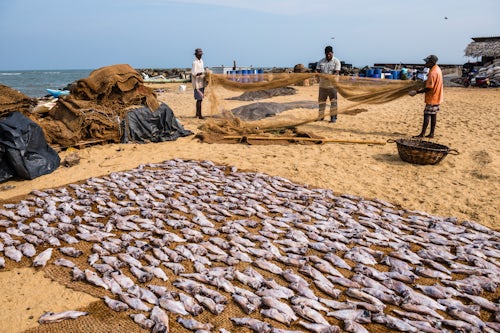 Sri Lanka Documentary Travel Photography Fishermen drying out fishing nets in Negombo fish market Lellama fish market Negombo West Coast of Sri Lanka Asia