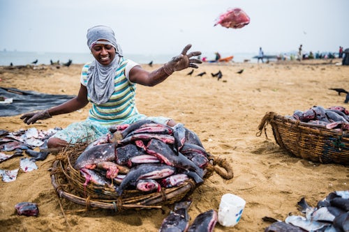 Sri Lanka Documentary Travel Photography Negombo fish market Lellama fish market portrait of a woman gutting fish Negombo West Coast of Sri Lanka Asia