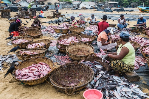 Sri Lanka Documentary Travel Photography Negombo fish market Lellama fish market women gutting fish Negombo West Coast of Sri Lanka Asia