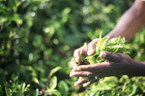 Sri Lanka Documentary Travel Photography Sri Lanka tea plantation hands of a tea picker picking tea in the Sri Lanka Central Highlands Tea Country Sri Lanka Asia