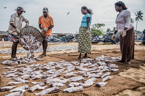 Sri Lanka Documentary Travel Photography Workers in Negombo fish market Lellama fish market Negombo West Coast of Sri Lanka Asia