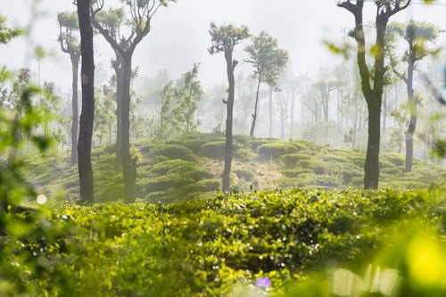 Sri Lanka Landscape Photography Sunrise at tea plantations Haputale Sri Lanka Hill Country Nuwara Eliya District Asia
