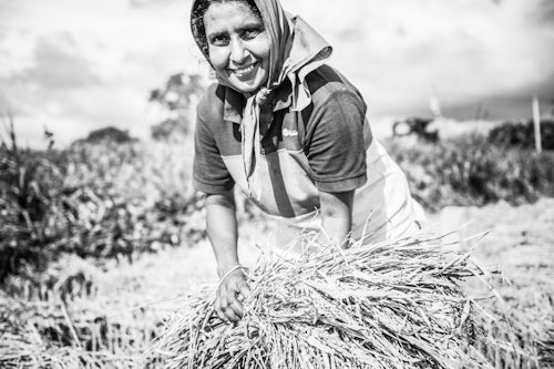 Sri Lanka Portrait Travel Photography Dambulla portrait of a Sri Lankan woman working in a wheat field just outside Dambulla Central Province Sri Lanka Asia