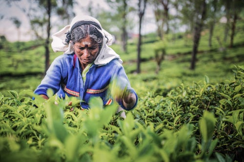 Sri Lanka Portrait Travel Photography Tea picker in a tea plantation in the Sri Lanka Central Highlands and Tea Country Sri Lanka Asia