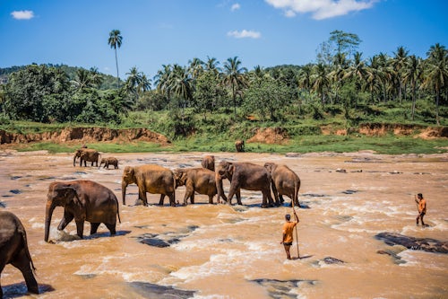 Sri Lanka Travel Photography Pinnawala Elephant Orphanage elephants and Mahut in the Maha Oya River near Kegalle in the Hill Country of Sri Lanka Asia