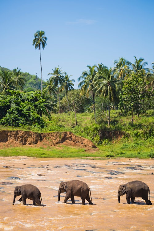 Sri Lanka Wildlife Photography Pinnawala Elephant Orphanage three elephants in the Maha Oya River near Kegalle in the Hill Country of Sri Lanka Asia