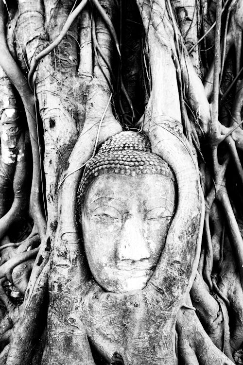 Thailand Travel Photography Black and White Photo of a Large Stone Buddha Head Surrounded by Fig Tree Roots Wat Mahathat Ayutthaya City Thailand Southeast Asia