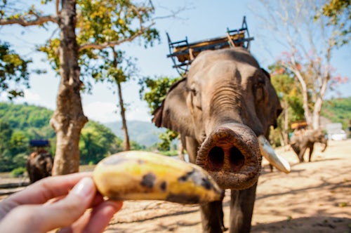 Thailand Travel Photography Feeding an Elephant a Banana in Chiang Rai Thailand Southeast Asia