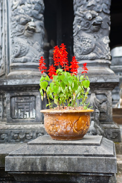 Vietnam Travel Photography Flowers at The Tomb of Khai Dinh Hue Vietnam Southeast Asia