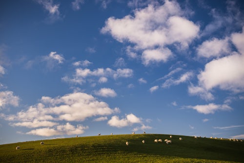 Wales Landscape Photography Sheep on farmland in North Wales