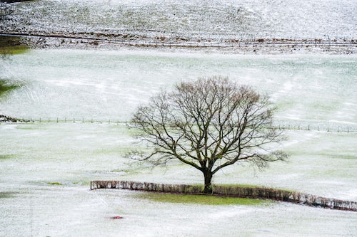 Wales Landscape Photography Single lone bare tree in the rural countryside covered in snow in Winter in North Wales United Kingdom
