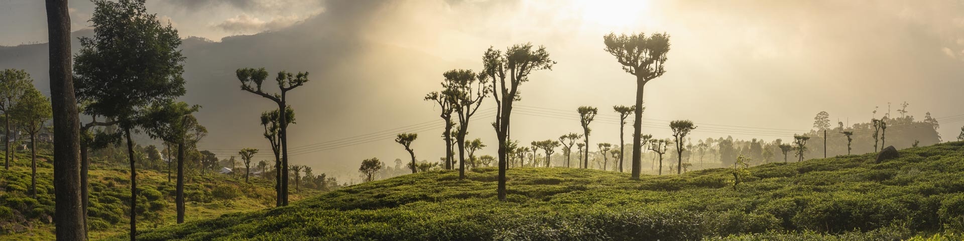 National Geographic Traveller Magazine Sri Lanka Article Sunrise over tea plantations Haputale Sri Lanka Hill Country Asia