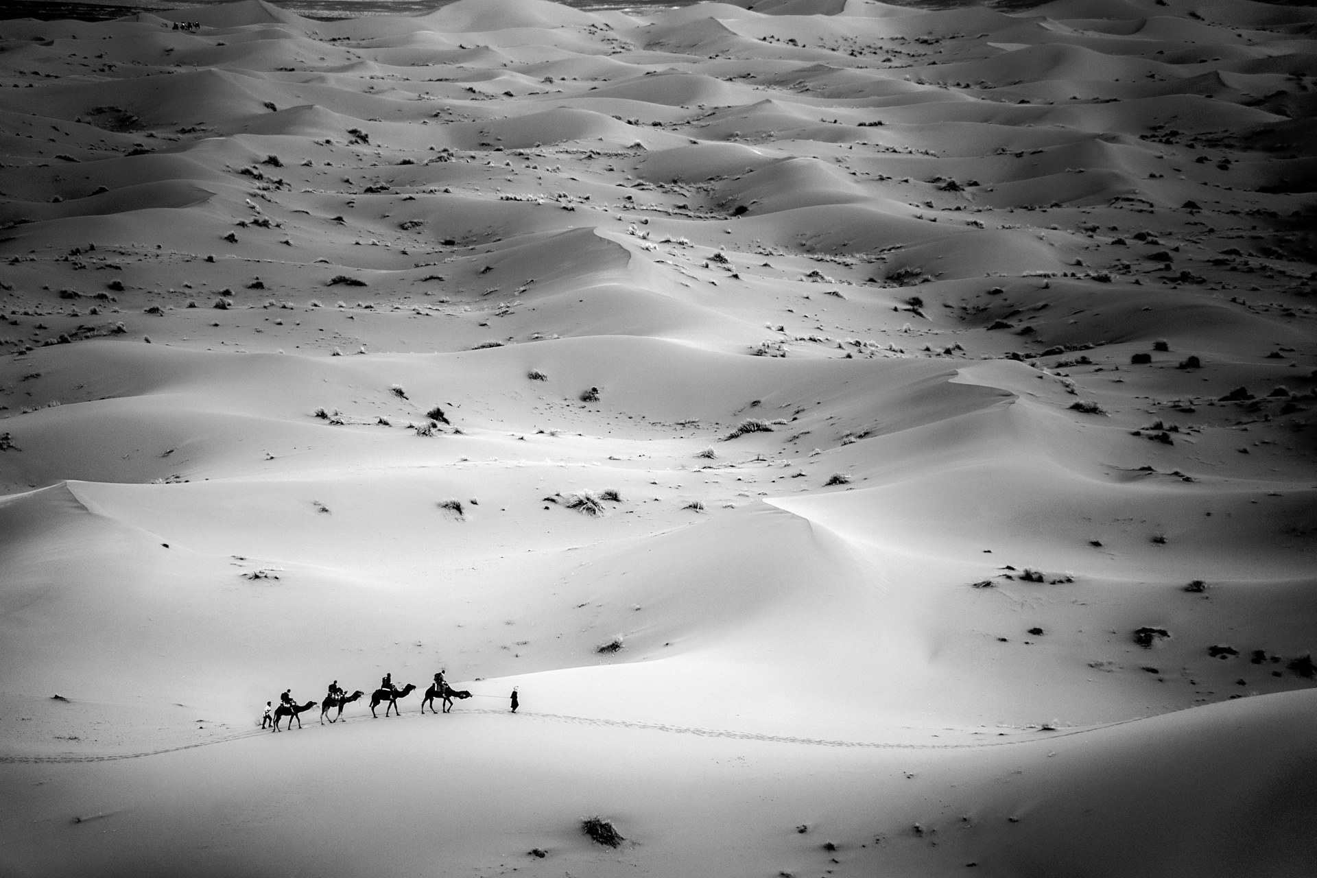 Travel Photographer of the Year Finalist Moroco Camel caravan in Erg Chebbi Desert Sahara Desert near Merzouga Morocco North Africa Africa