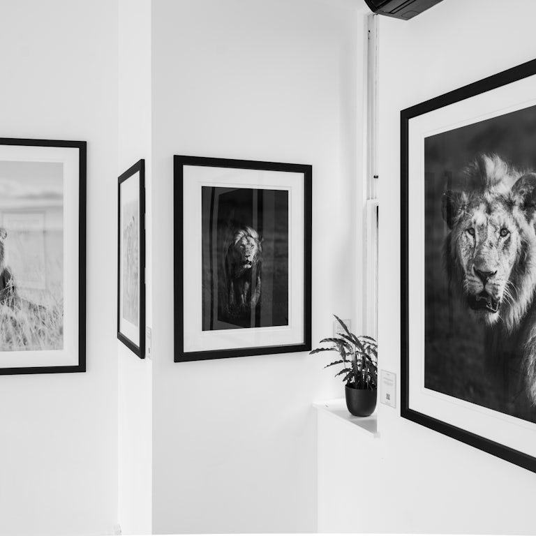 Exhibition Write Up - 'Individuals' - Maasai Mara Wildlife Photography Exhibition in London