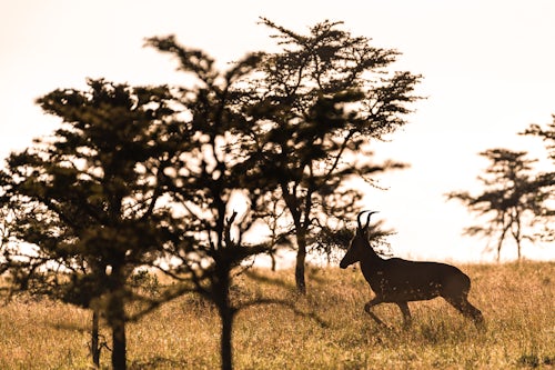 Kenya African Wildlife Photographer 012 of 053