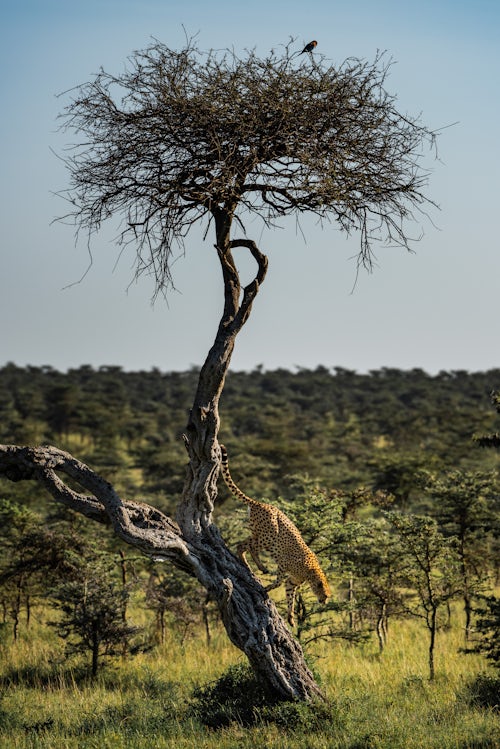 Kenya African Wildlife Photographer 013 of 053