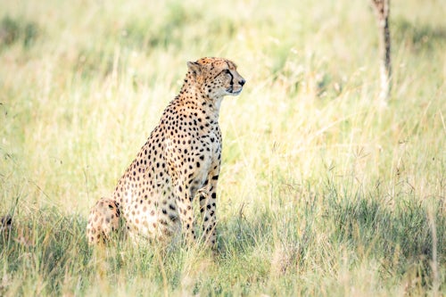 Kenya African Wildlife Photographer 015 of 053