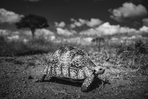 Kenya African Wildlife Photographer 020 of 053