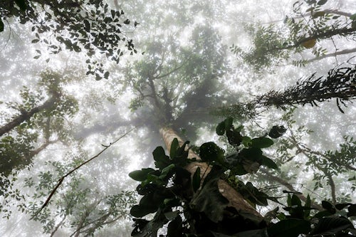 Landscape Photography by Professional Freelance UK Landscape Photographer Misty Jungle Mashpi Cloud Forest in the Choco Rainforest Ecuador South America