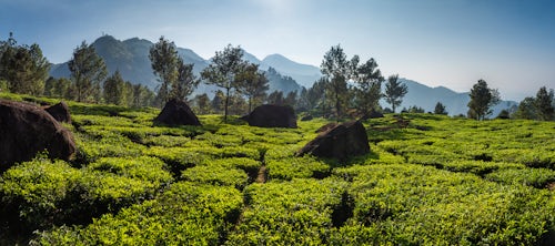 Landscape Photography by Professional Freelance UK Landscape Photographer Munnar Western Ghats Mountains Kerala India