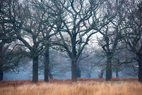Landscape Photography by Professional Freelance UK Landscape Photographer Woodland in Richmond Park London England
