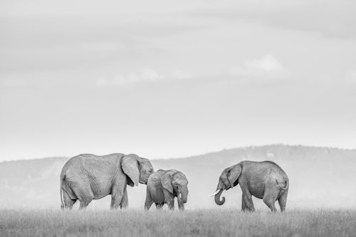 Wildlife Photography by Professional Freelance Wildlife Photographer UK African Elephant Loxodonta Africana at El Karama Ranch Laikipia County Kenya