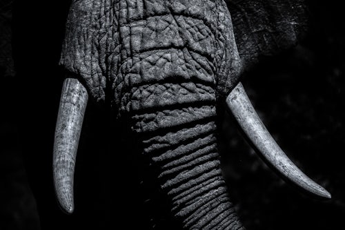 Wildlife Photography by Professional Freelance Wildlife Photographer UK African Elephant Loxodonta africana in Aberdare National Park Kenya