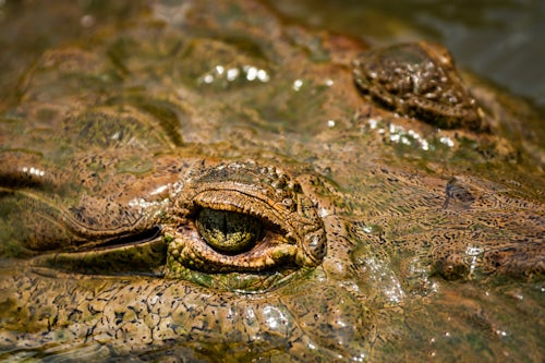 Wildlife Photography by Professional Freelance Wildlife Photographer UK American Crocodile Crocodylus acutus Tarcoles River Carara National Park Puntarenas Province Costa Rica