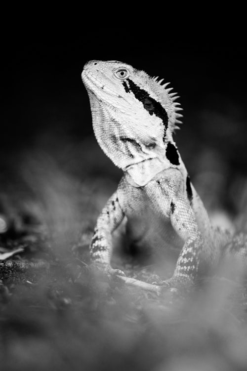 Wildlife Photography by Professional Freelance Wildlife Photographer UK Black and White Portrait of an Australian Eastern Water Dragon in Brisbane Botanical Gardens Queensland Australia