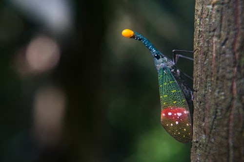 Wildlife Photography by Professional Freelance Wildlife Photographer UK Cicada in the rainforest of Gunung Leuser National Park Bukit Lawang North Sumatra Indonesia Asia background with copy space
