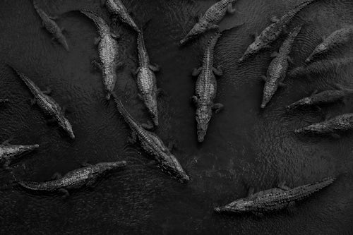 Wildlife Photography by Professional Freelance Wildlife Photographer UK Crocodiles seen from Crocodile Bridge over River Tarcoles in Costa Rica