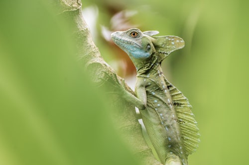 Wildlife Photography by Professional Freelance Wildlife Photographer UK Green Plumed Basilisk Lizard Basiliscus plumifrons Boca Tapada Alajuela Province Costa Rica