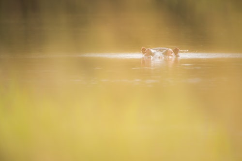 Wildlife Photography by Professional Freelance Wildlife Photographer UK Hippo Hippopotamus amphibius at Sosian Ranch Laikipia County Kenya