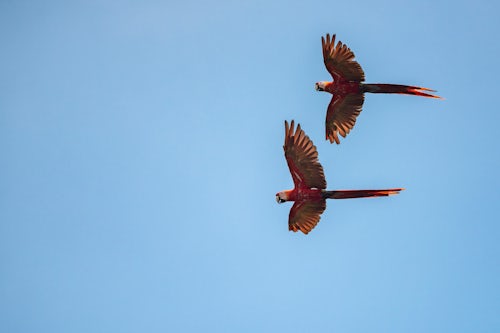 Wildlife Photography by Professional Freelance Wildlife Photographer UK Pair of Scarlet Macaw Ara macao Tarcoles River Carara National Park Puntarenas Province Costa Rica