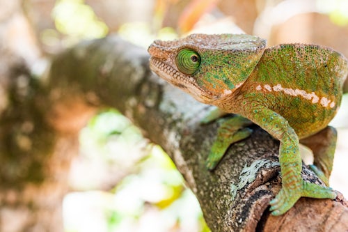 Wildlife Photography by Professional Freelance Wildlife Photographer UK Parsons chameleon Calumma parsonii endemic to Madagascar 2